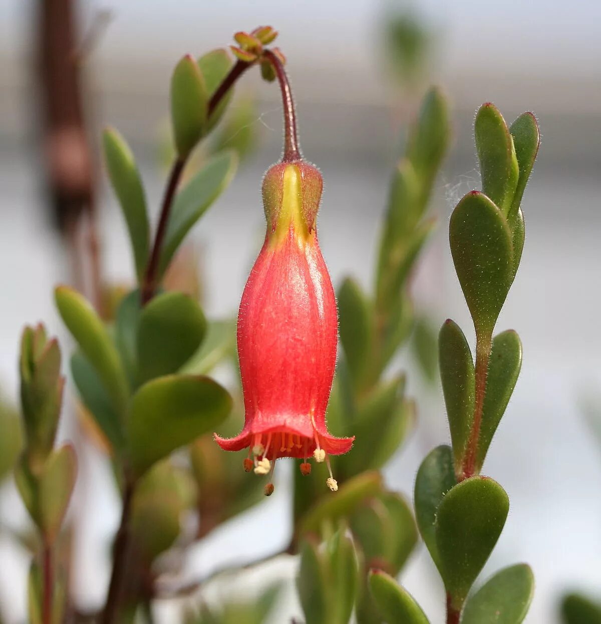 Каланхоэ мангина. Каланхоэ мангина Kalanchoe manginii. Каланхоэ ампельное мангина. Каланхоэ Мангини (мангина) (Kalanchoe manginii).