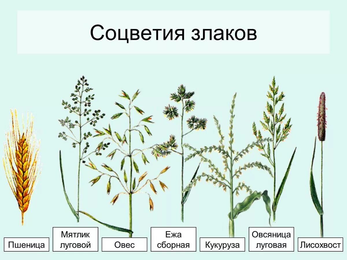 Травянистое растение 3 буквы. Семейство злаки (Мятликовые) цветки. Мятлик Луговой строение. Соцветие злаковых мятликовых. Семейства злаки овсяница Луговая.