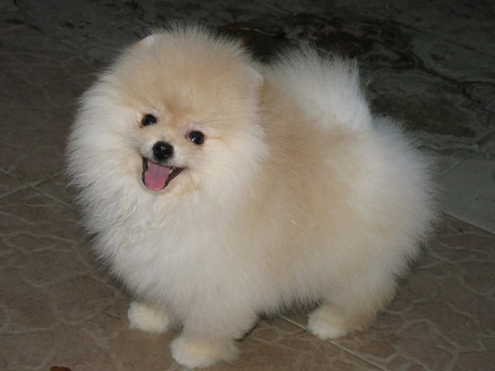 mad boo Boo the dog, World cutest dog, Cute puppies and kittens