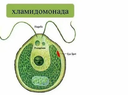 Какую функцию выполняют жгутики у хламидомонады