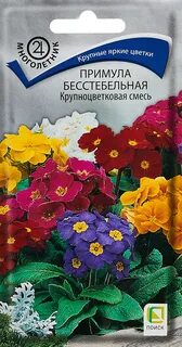 Примула смесь