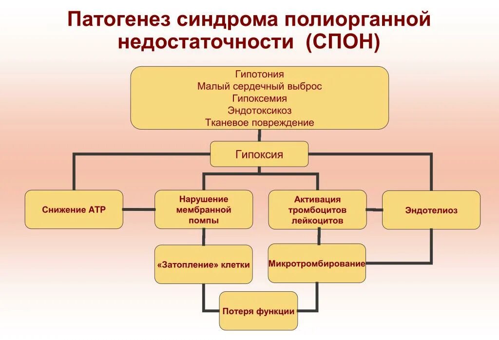 Два синдром. Полиорганная недостаточность патофизиология. механизмы развития синдрома полиорганной недостаточности. синдром полиорганной недостаточности. механизм развития полиорганной недостаточности.