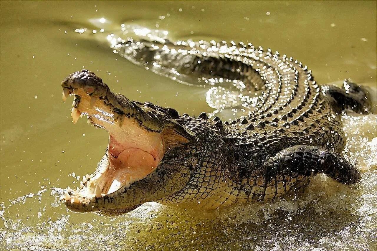 Крокодил про животных. Гребнистый крокодил. Австралийский гребнистый крокодил. Нильский и гребнистый крокодил. Гребнистый крокодил Шри Ланка.