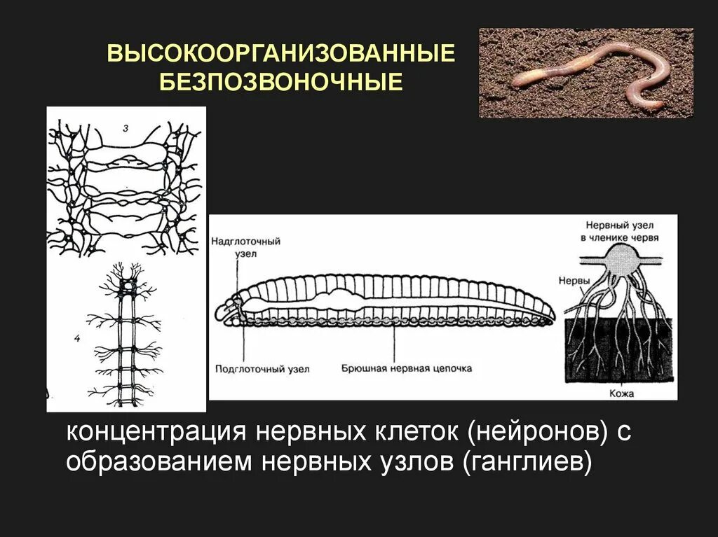 Нервная система беспозвоночных. Нервная система беспозвоночных животных. Нервные клетки беспозвоночных ганглиев. Ганглии у беспозвоночных животных. У каких беспозвоночных животных нервная система образована