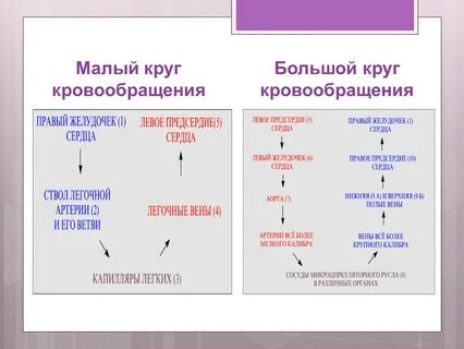 Биология 8 круги кровообращения