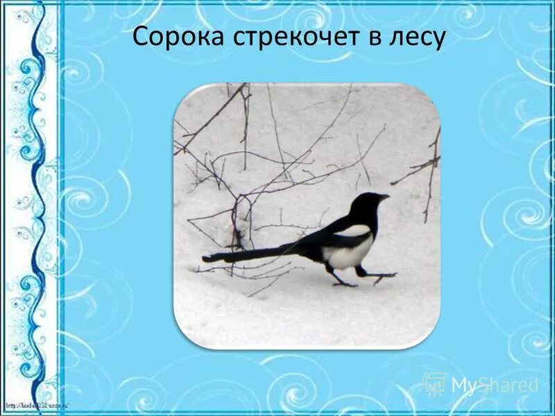 Загадка вертится стрекочет весь день хлопочет. Гнездо сороки. Загадка про сороку для дошкольников. Значение пословицы сорока стрекочет гостей пророчит. Птицы стрекочут как сороки.