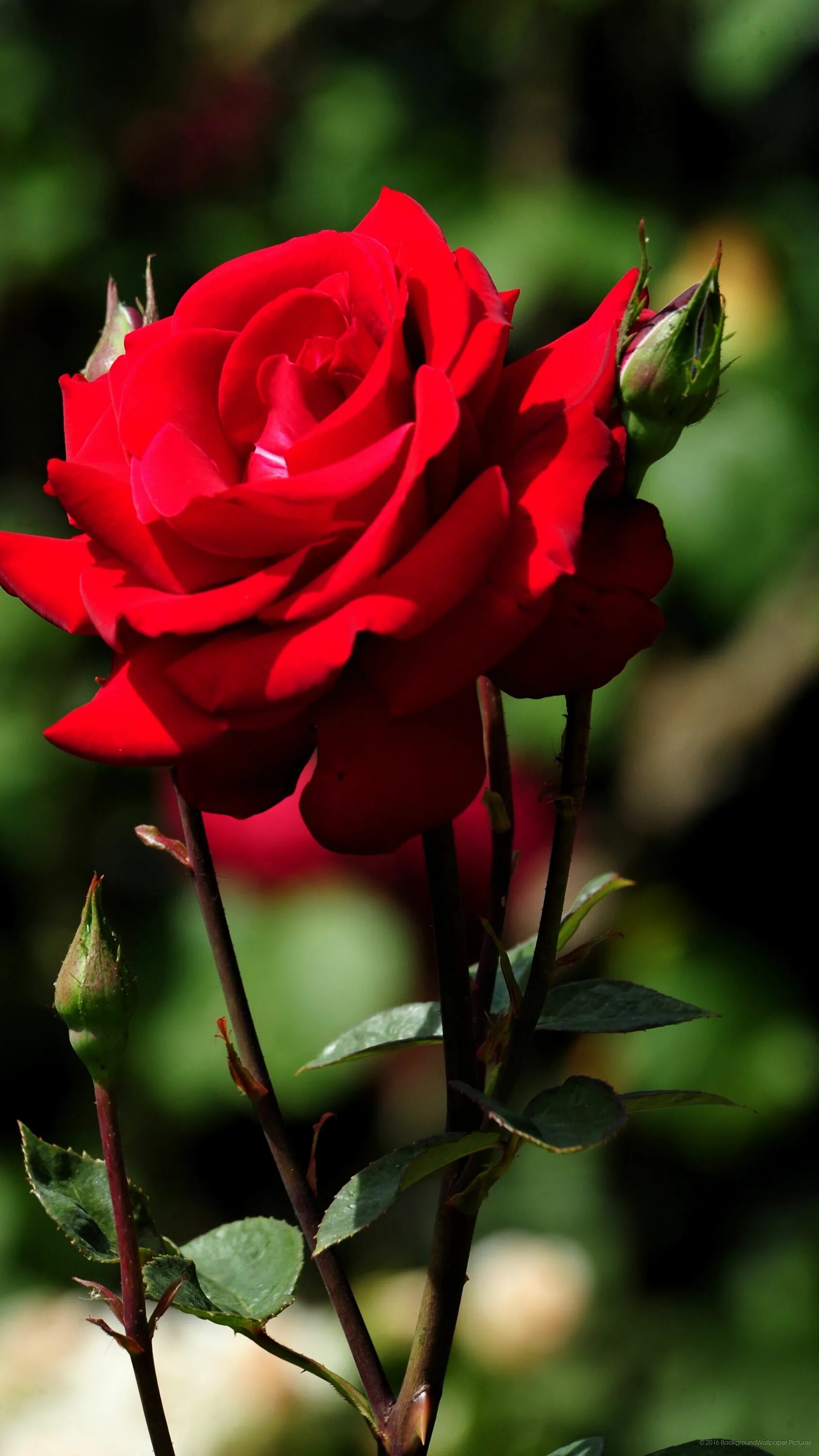 Цветы розы. Красивые розы. Красные розы. Шикарные красные розы. Розы на телефон вертикальные
