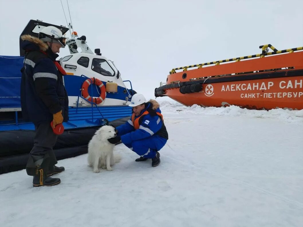 Ледокол красин картина. Ледокольный пароход малыгин. Корабль малыгин. Спасение ледокола. Спасение ледокола.