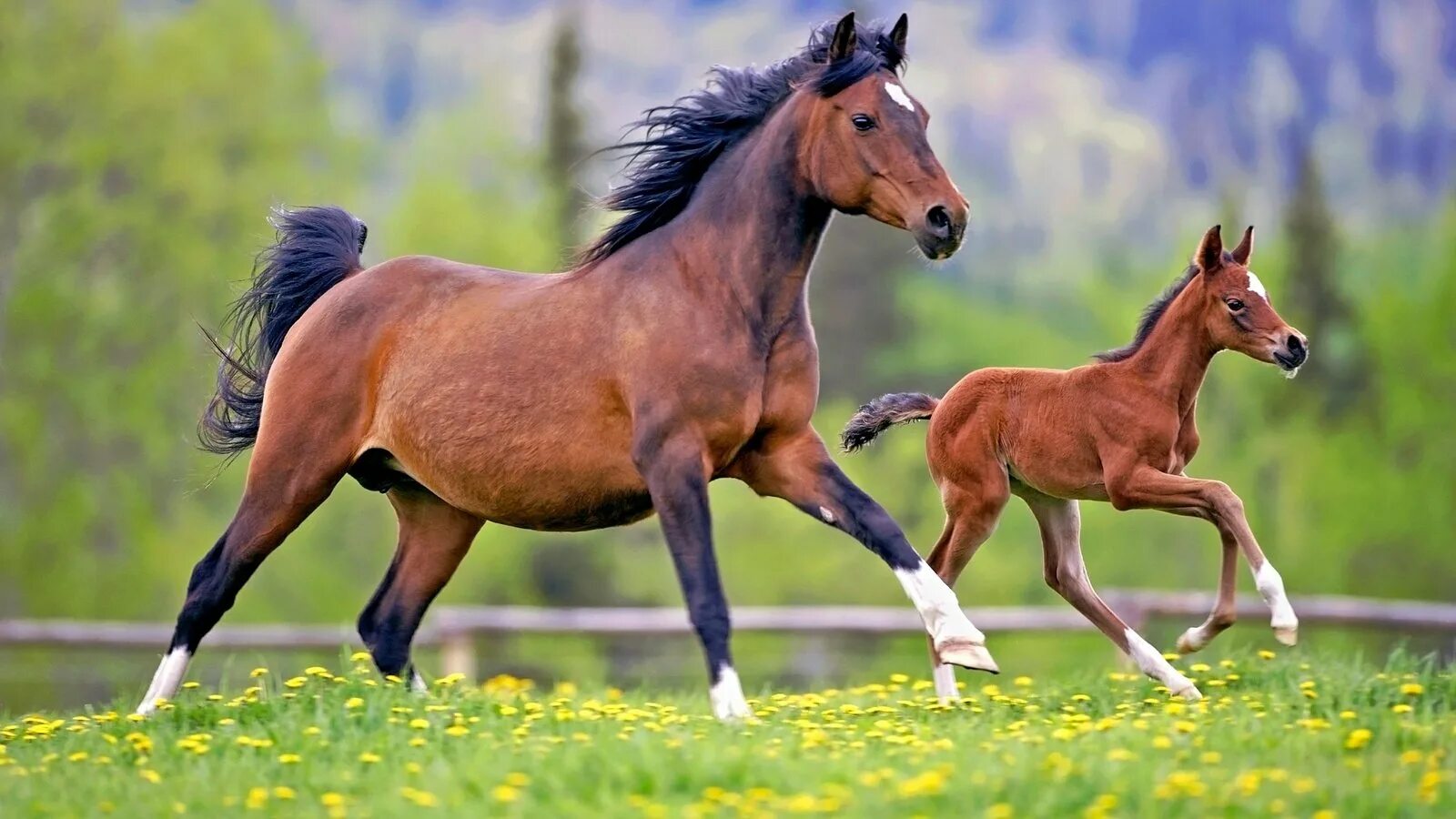Лошади разных пород с названиями. Орловская рысистая порода лошадей характеристика. Лошади инфа. Лошадь скалистых гор. Какую про лошадку.