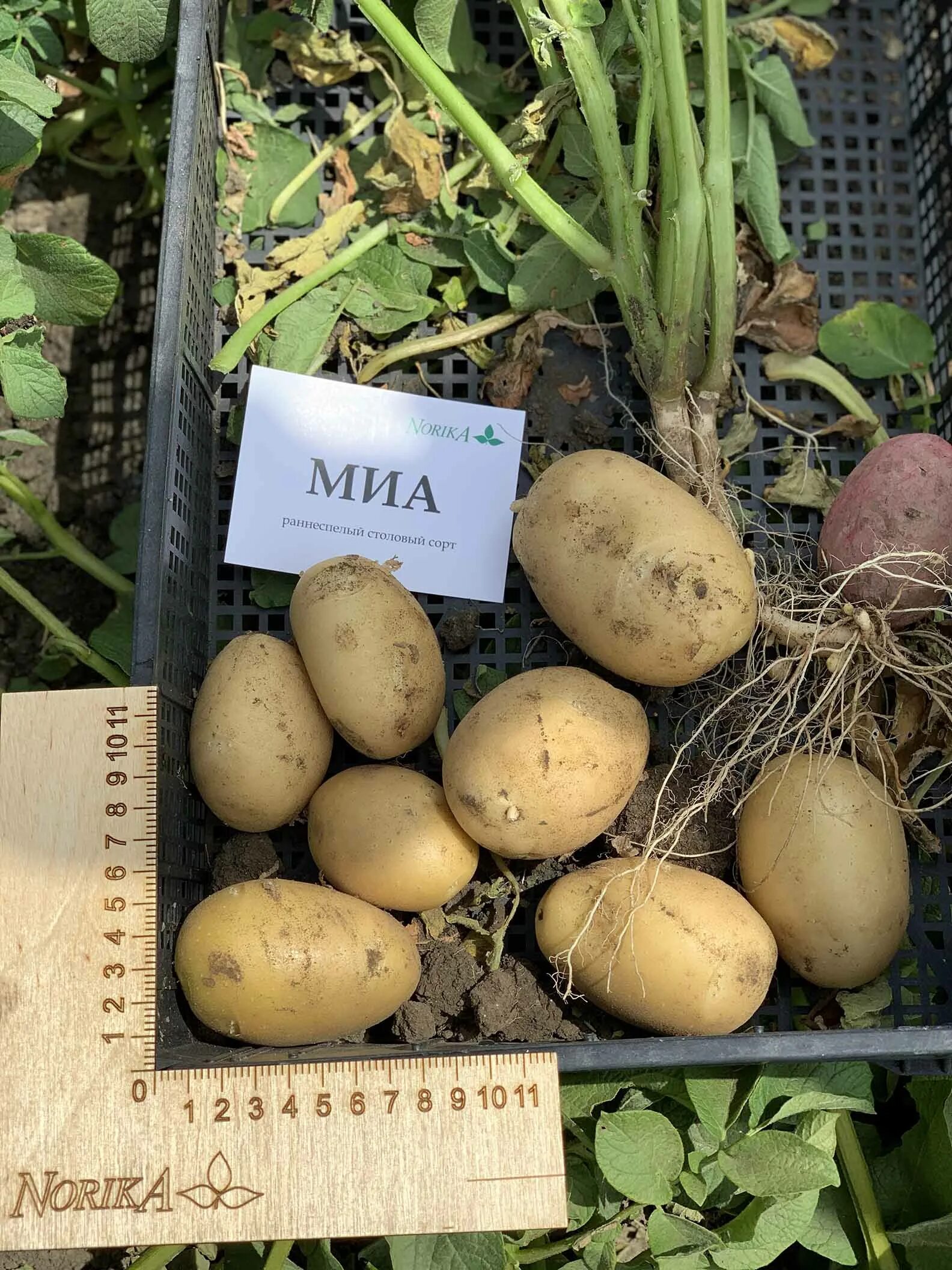 Фотографии СОРТ КАРТОФЕЛЯ МИА