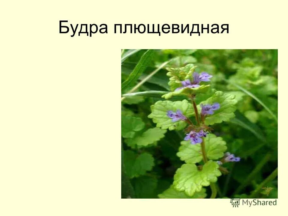 будра дикая плющевидная. будра плющевидная лечебные свойства. будра собачья мята. будра плющевидная лечебные свойства. будра плющевидная лечебные свойства.