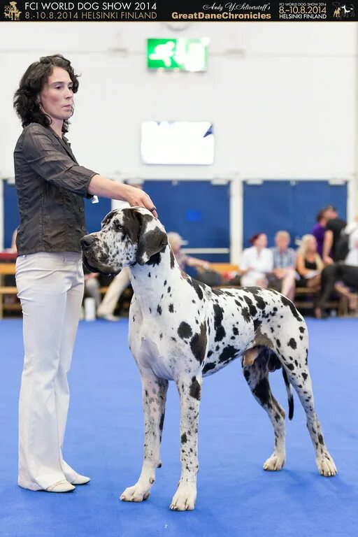 Немецкий дог world dog show 1973. Дог в жизни. Соусы 90гр. Дог лайф. Life dog консервы для собак.