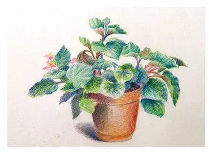 Бегония рисунок