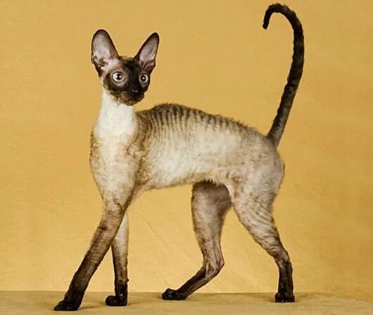Обои для рабочего стола котенка кошка Cornish Rex 2 Животные