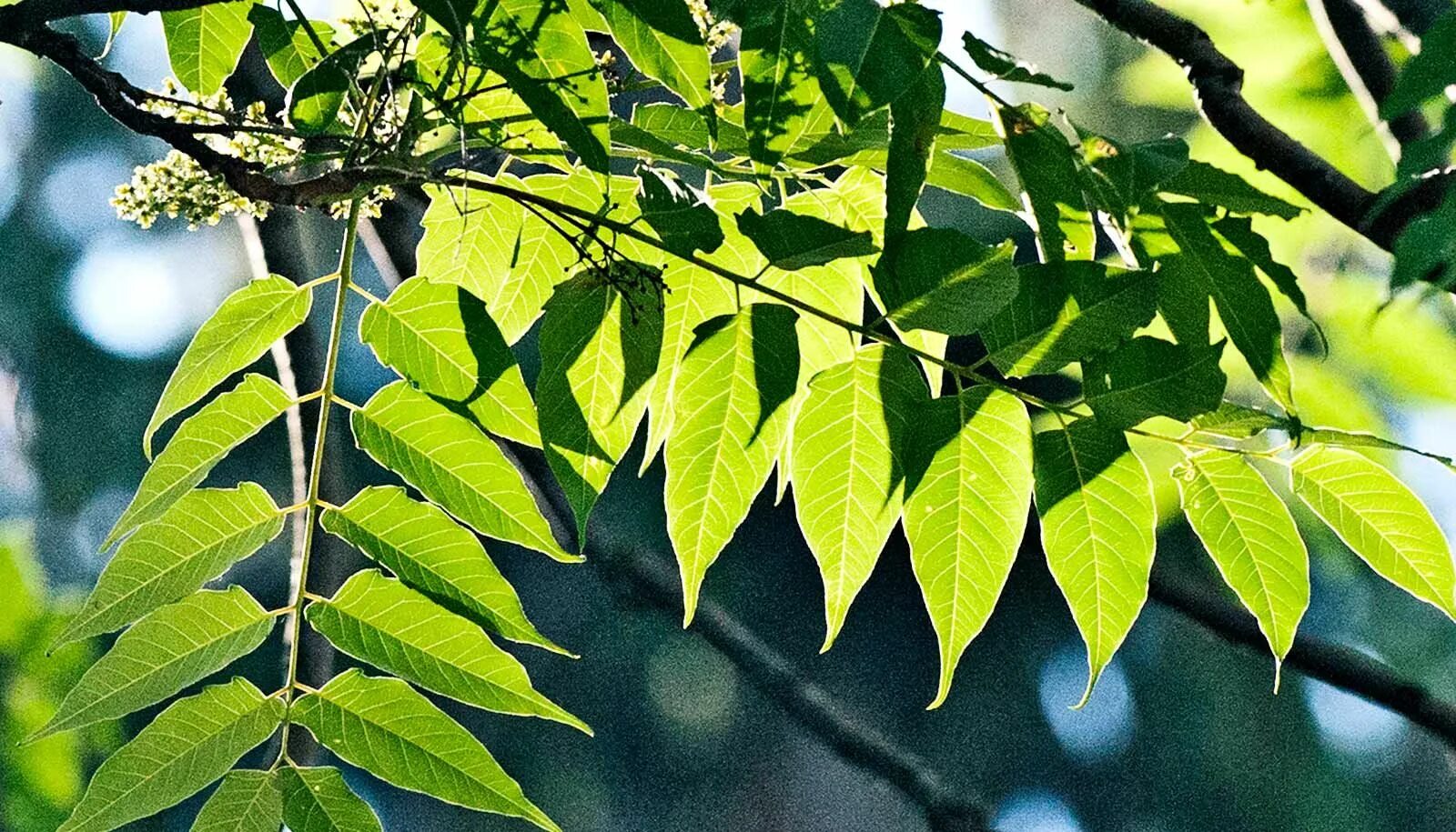 Айлант китайский ясень. Ailanthus altissima Айлант высочайший. Ясень пенсильванский дерево. Дерево вонючка Айлант. Листосос ясеневый 6 букв