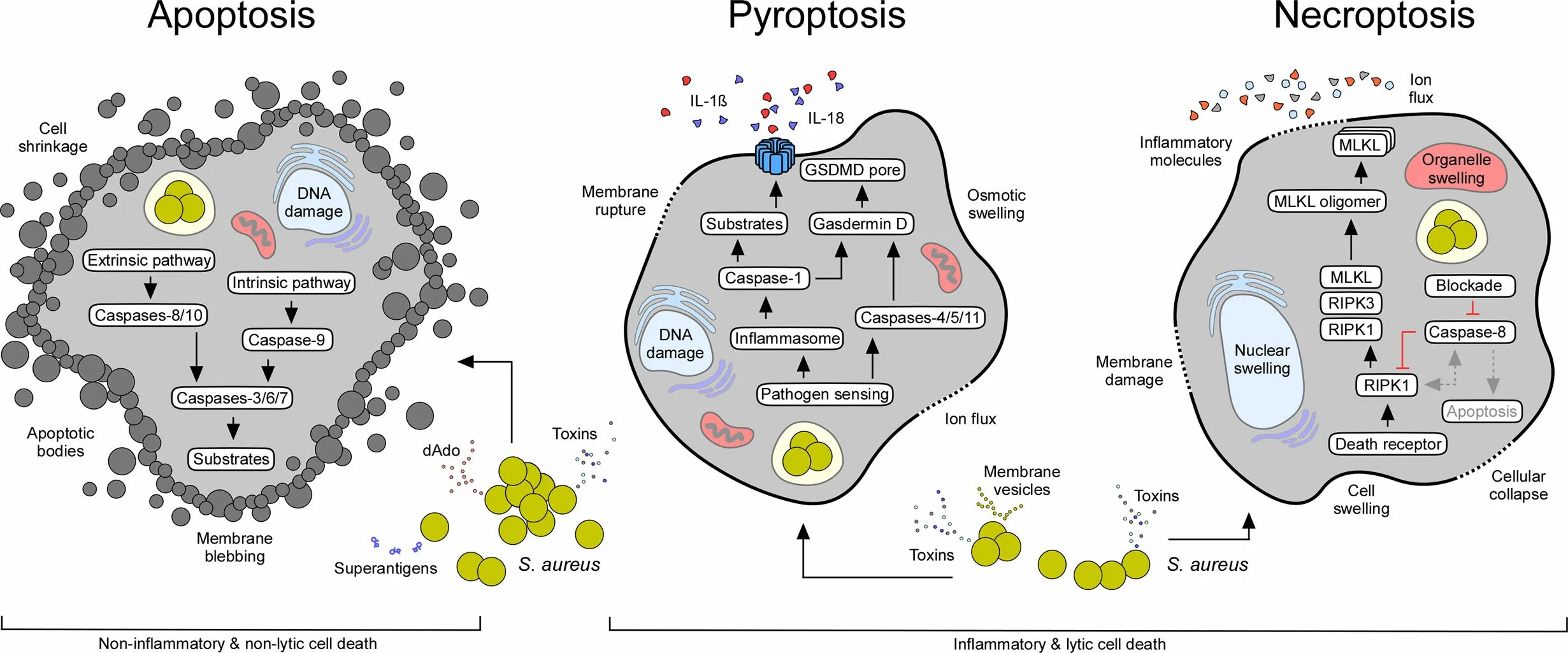 Апоптоз блеббинг. Пироптоз и апоптоз. Cell Death apoptosis. Апоптоз клетки. Содержит ферменты осуществляющие апоптоз