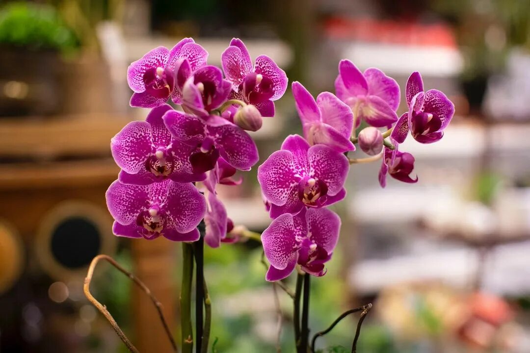 Orquideas cuidados cuando caen las flores