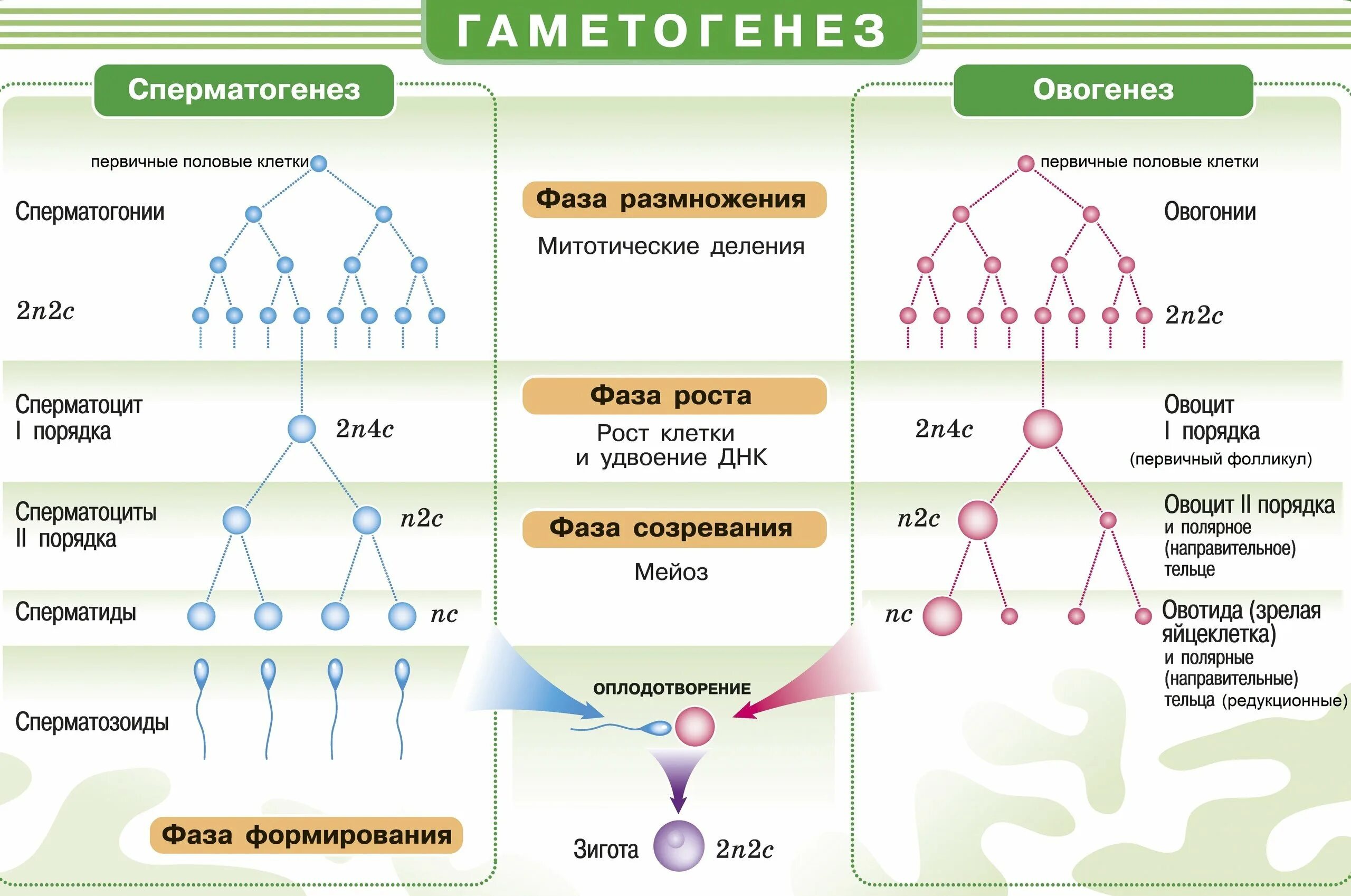 Суть гаметогенеза. Образование половых клеток гаметогенез таблица. Схема гаметогенеза ЕГЭ биология. Зоны сперматогенез овогенез таблица. Гаметогенез сперматогенез периоды.