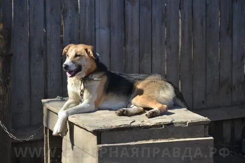 Белый бим кострома