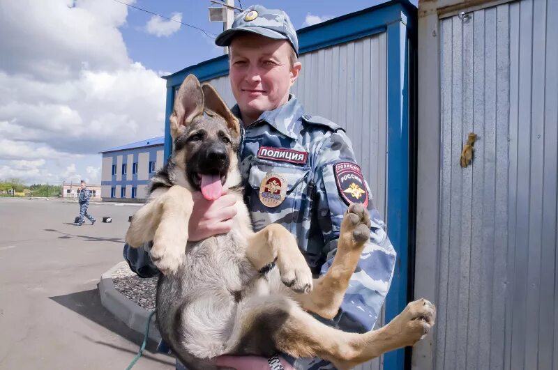 Собаки служащие в полиции. Кинологическая служба полиции мвд россии. цкс тамбов кинолог. полицейский кинолог. собаки кинологической службы.