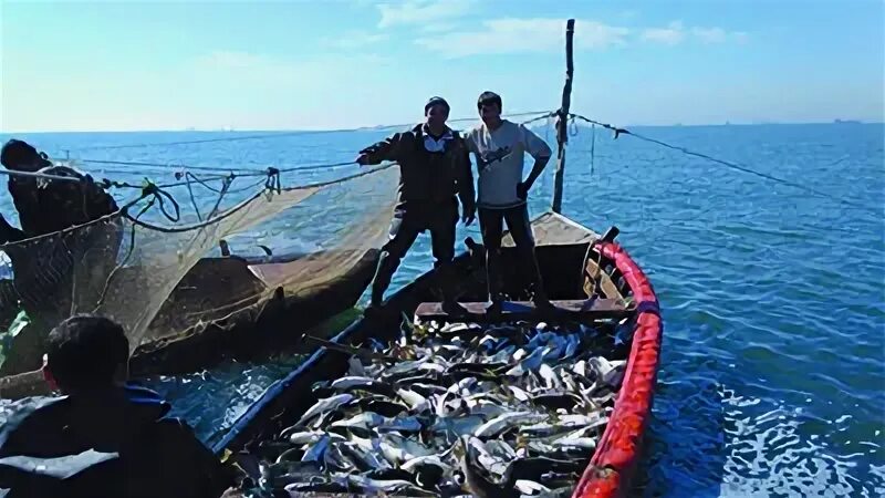 Полные кефали в одессу костя. Одесса Шаланды кефаль. Шаланда Одесса. Шаланды полные кефали. Рыбный рынок в Тамани.