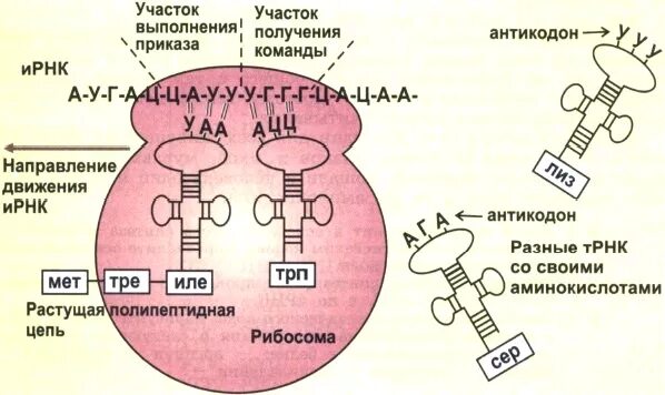 Схема синтеза белка в рибосоме. Схема синтеза белка в рибосоме трансляция. Схема этапы синтеза белка рибосомы. Трансляция Биосинтез белка на рибосоме.