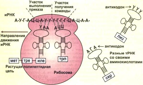 Направление синтеза белка. Схема синтеза белка в рибосоме. Схема синтеза белка в рибосоме трансляция. Схема этапы синтеза белка рибосомы. Трансляция Биосинтез белка на рибосоме.