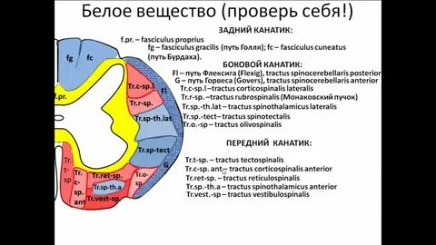 Проводящие пути задних канатиков спинного мозга