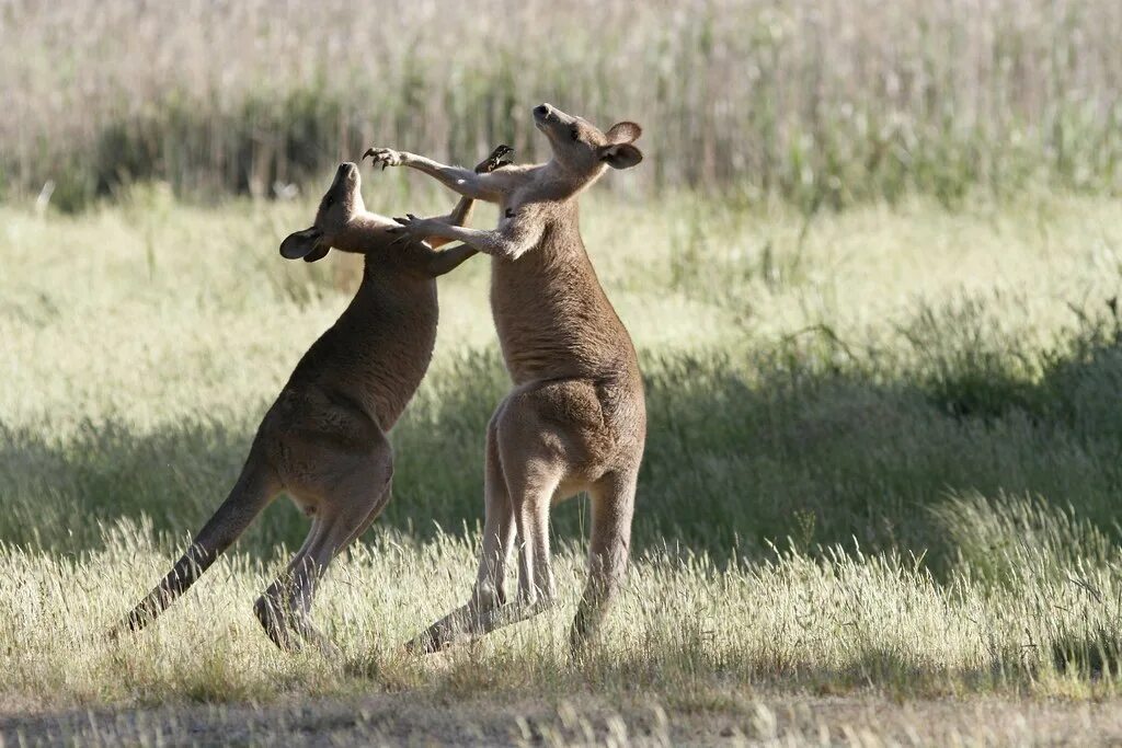 Агрессивный кенгуру. Хвост кенгуру. Кенгуру дерутся. Драка кенгуру с кенгуру. Битва кенгуру.