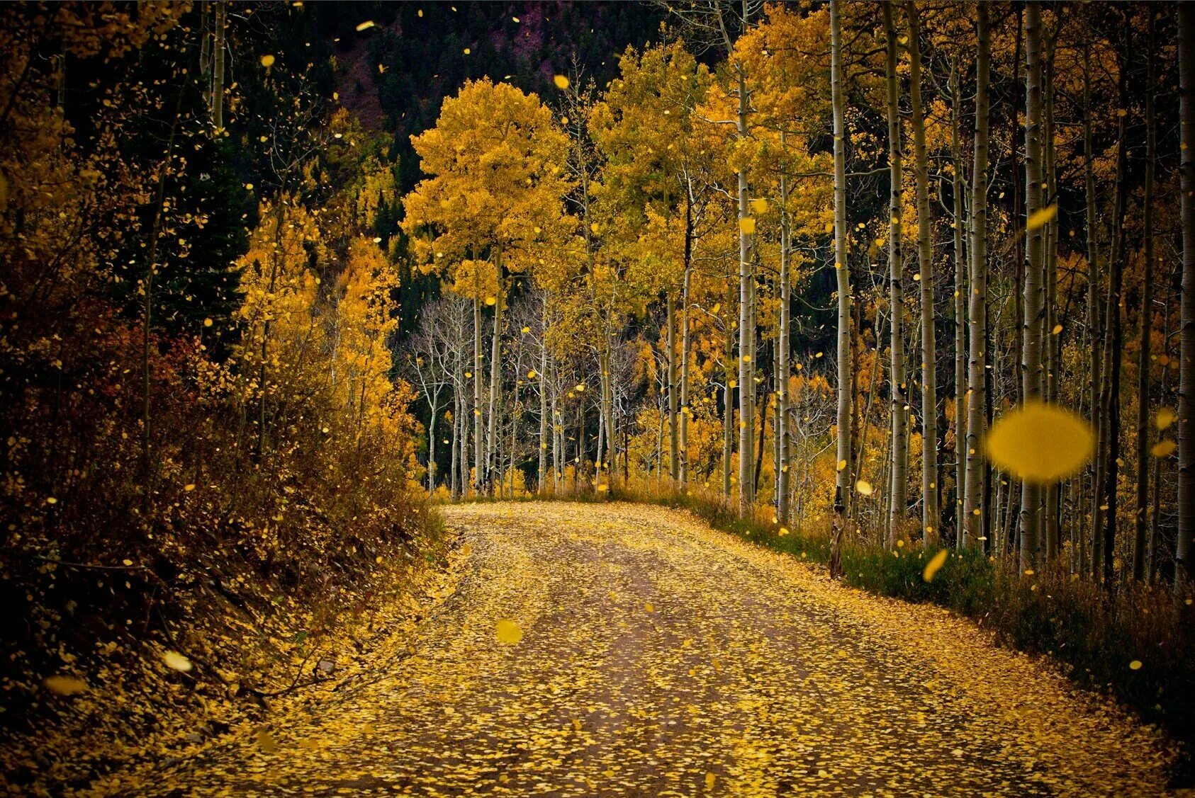 Осенний листопад. Осенняя дорога. Осенний лес. Осень листопад. Осенний останавливаться