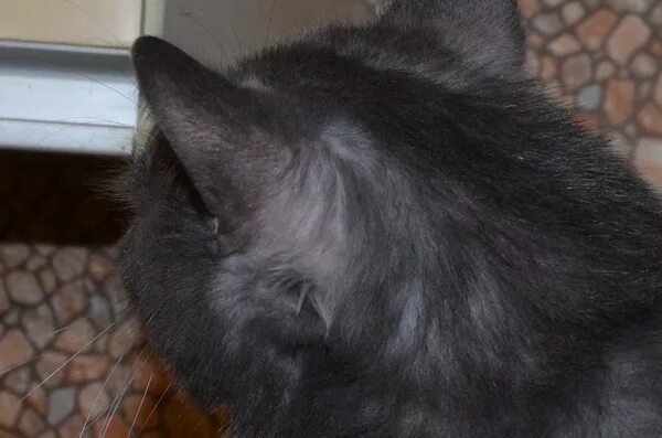 Персидский кот колтуны. Тусклая шерсть. Перхоть домашних животных. Кот с взъерошенной шерстью. Фокстерьер жесткошерстный.