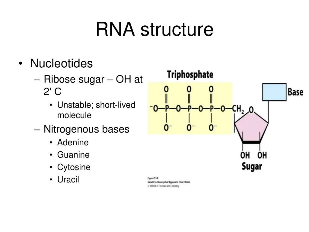 RNA structure. Структура РНК. Рибоза в РНК. Nucleotide structure.