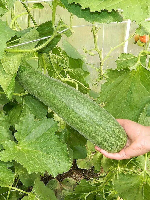 Дыня идиллия. Дыня желтая бразилия. Дыня сибирячка f1. Чарджуйская дыня. Дыня сорт мазин.