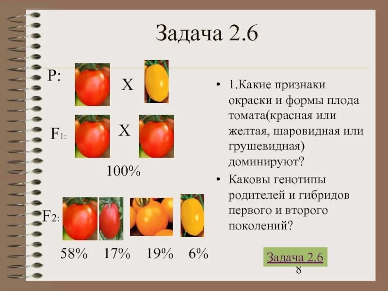 Определите фенотип томата с генотипом. Каковы генотипы гибридов первого и второго поколений. форма плодов томата. круглая форма плода томата доминирует. задачи по генетике форма плода томата.