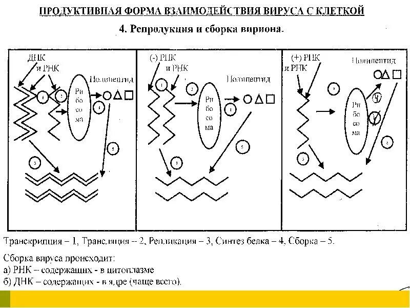 Каков принцип взаимодействия вируса и клетки кратко. Продуктивная форма взаимодействия вируса с клеткой. продуктивный тип взаимодействия вируса. формы взаимодействия вируса с клеткой. продуктивная форма взаимодействия вируса с клеткой (репродукция).