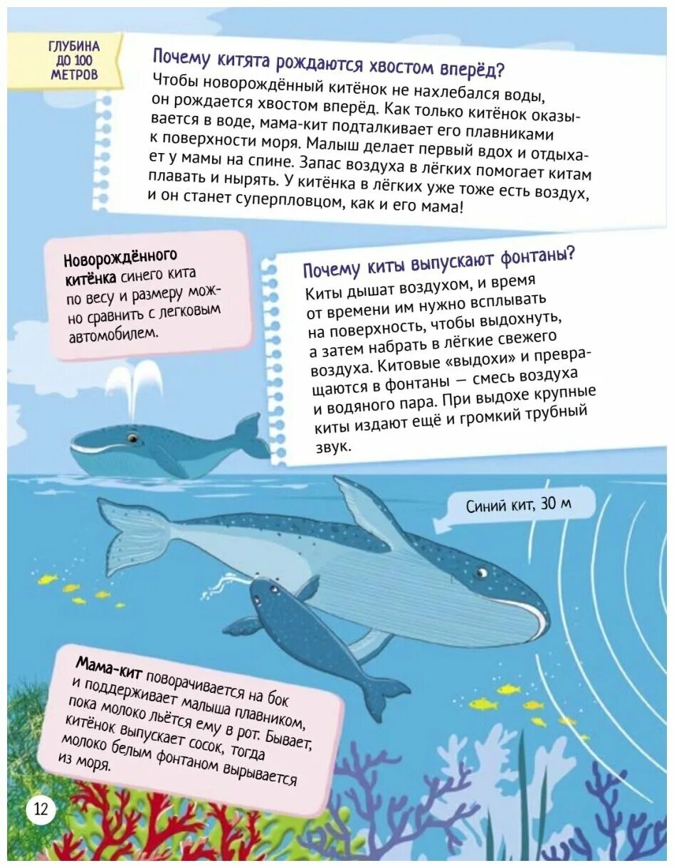 интересные факты про китов. интересные факты о китообразных. факты о китах. интересные факты о китах для детей. интересные факты про китов.