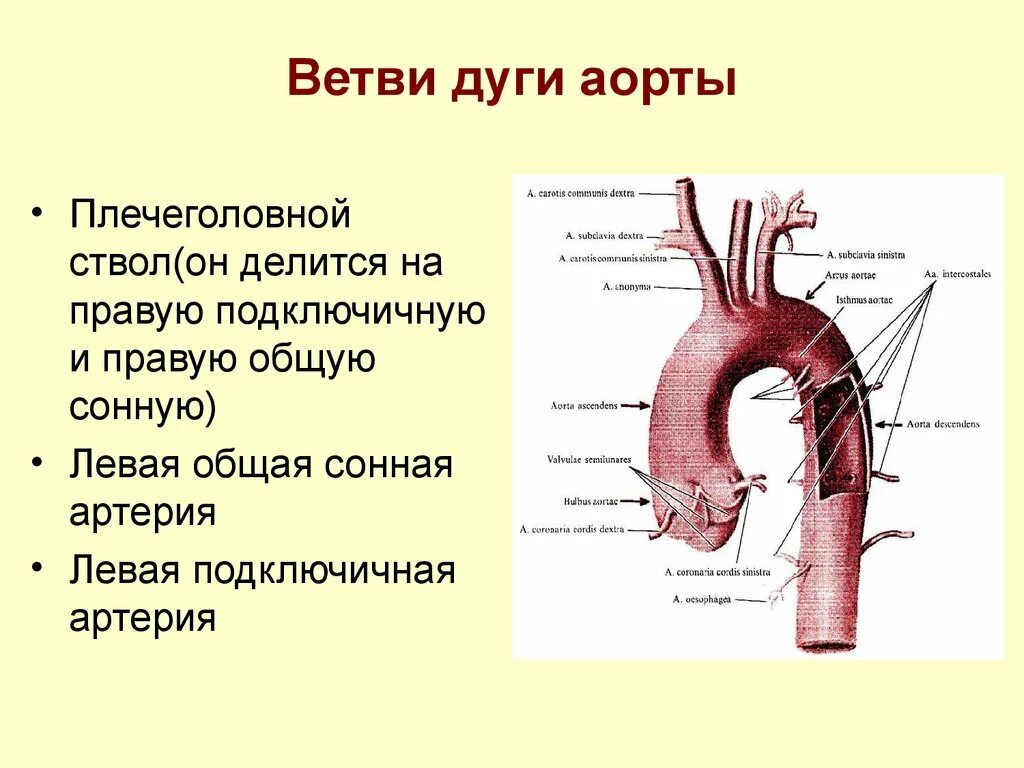 Ствол латынь. Области кровоснабжения ветвей дуги аорты. Основные артерии дуги аорты. Ветви дуги аорты схема. Ветви восходящей части и дуги аорты.