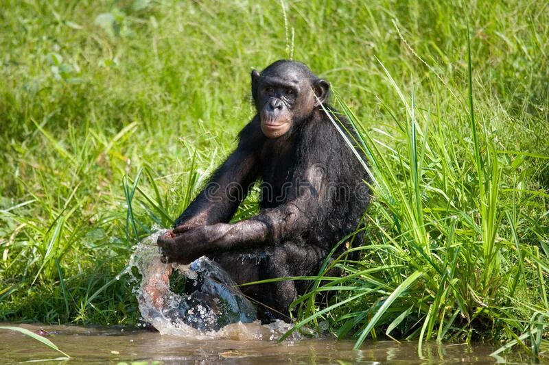 Карликовый шимпанзе 6. Lola ya Bonobo Демократическая Республика Конго. Пан обезьяна. Карликовый шимпанзе 6 букв. Карликовый шимпанзе сканворд.