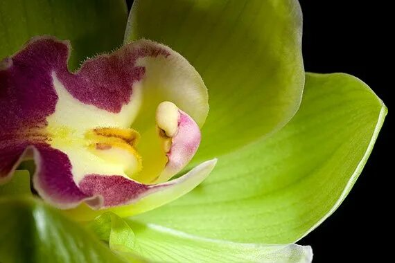 10 most expensive flowers Tatler