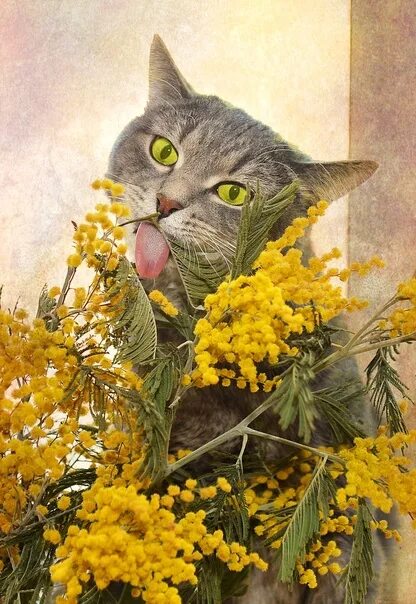 Можно ли кошкам есть мимозу