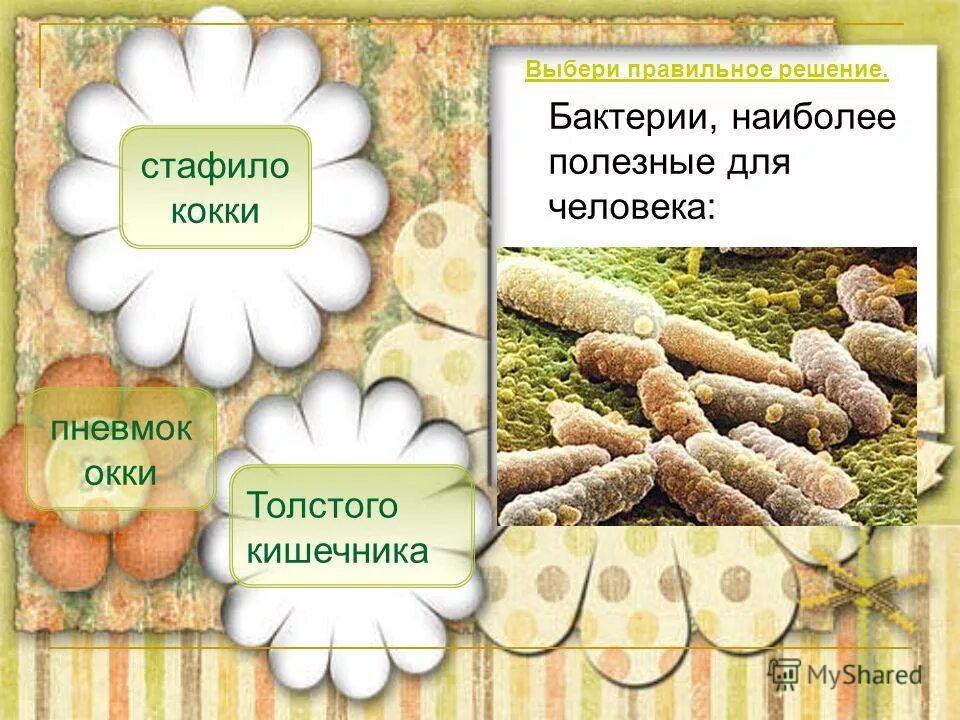 тест бактерии 3 класс окружающий мир