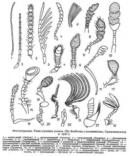 Типы усиков насекомых