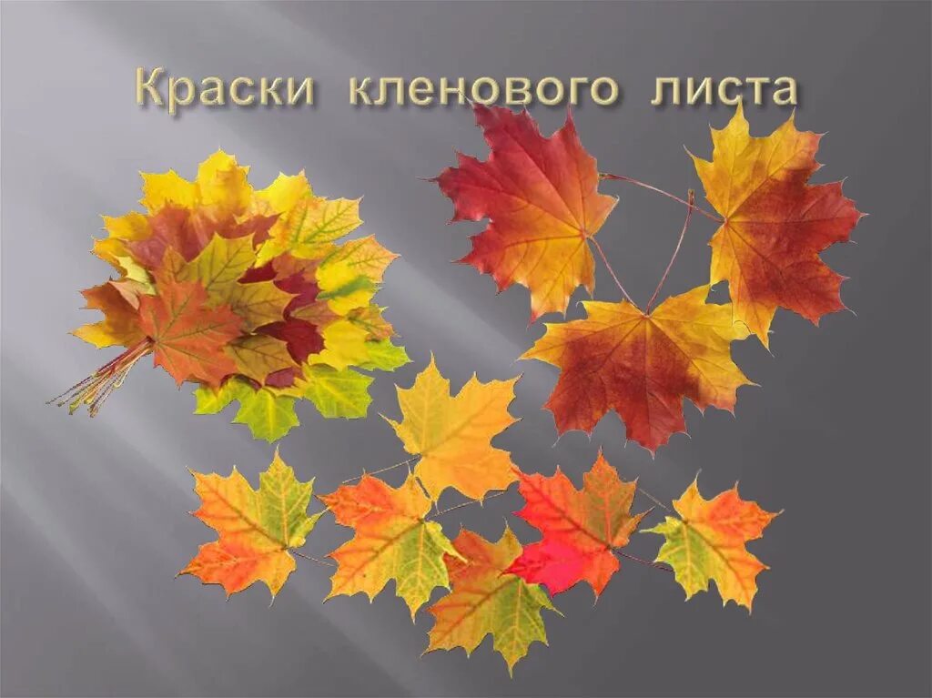 Осенние листья 2 класс. Осенние листья изо. изо 1 класс осенние листья. кленовый лист изо. презентация рисование осенних листьев.