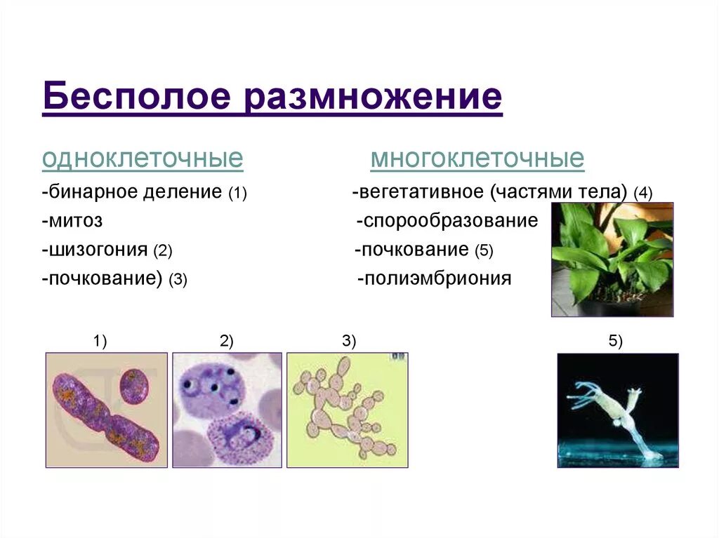 Вегетативное размножение почкование. Бесполое прямое бинарное деление. Бесполое размножение растений 9 класс. Формы бесполого размножения митоз.