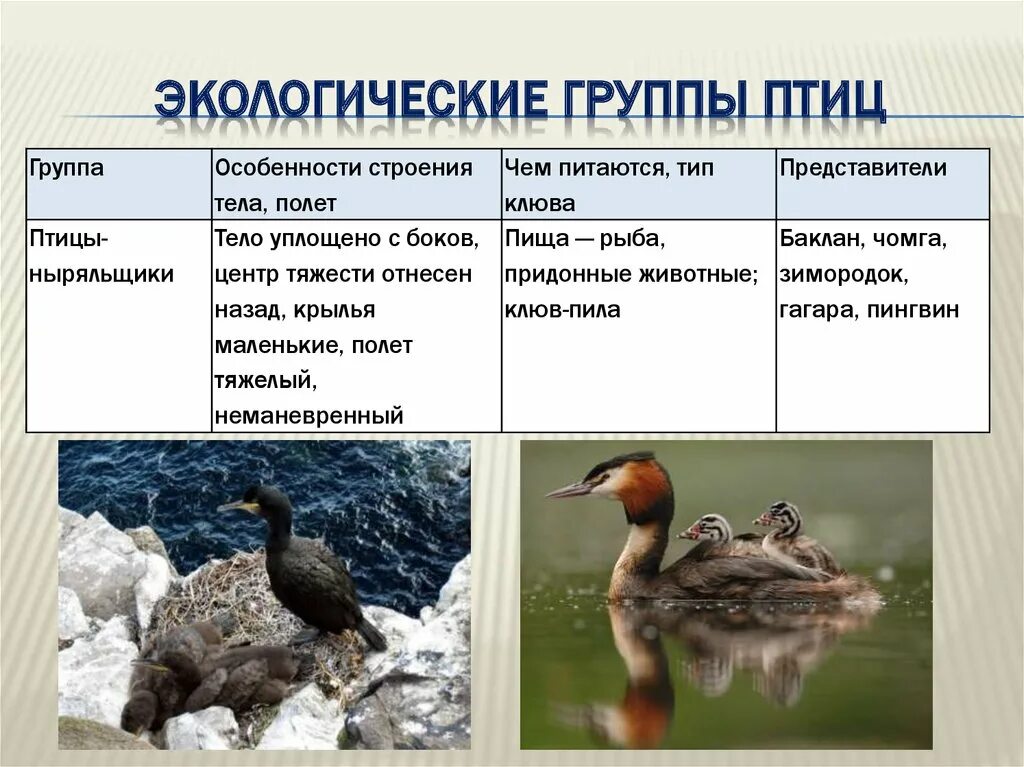 Экологические группы птиц. Экологические группы Пти. Экологическая группа водоплавающие птицы. Водоплавающие птицы представители.