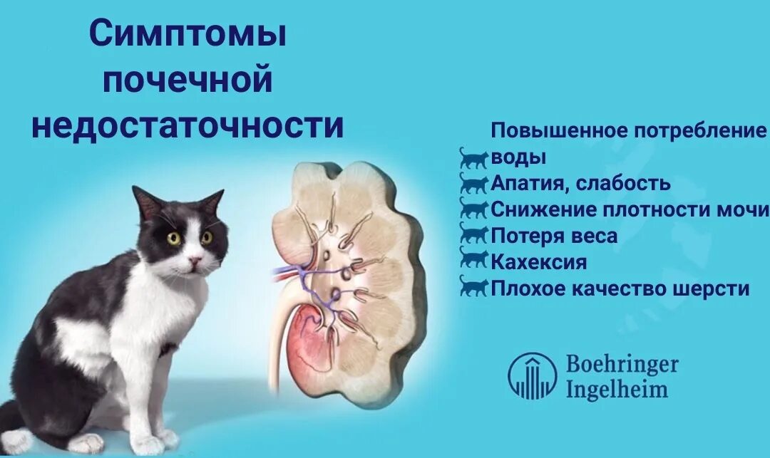 Хпн у кота форум. Почечная недостаточность анализ крови. Хпн у кота форум. Хпн у кота форум. Хпн у кота форум.