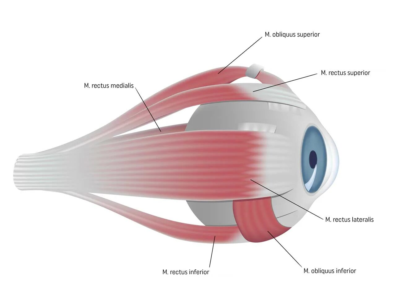 Анатомия глазодвигательных мышц глаза. Мышцы глаза анатомия. Строение глаза мышцы глаза. Глазодвигательные мышцы глаза. Места крепления глазодвигательных мышц