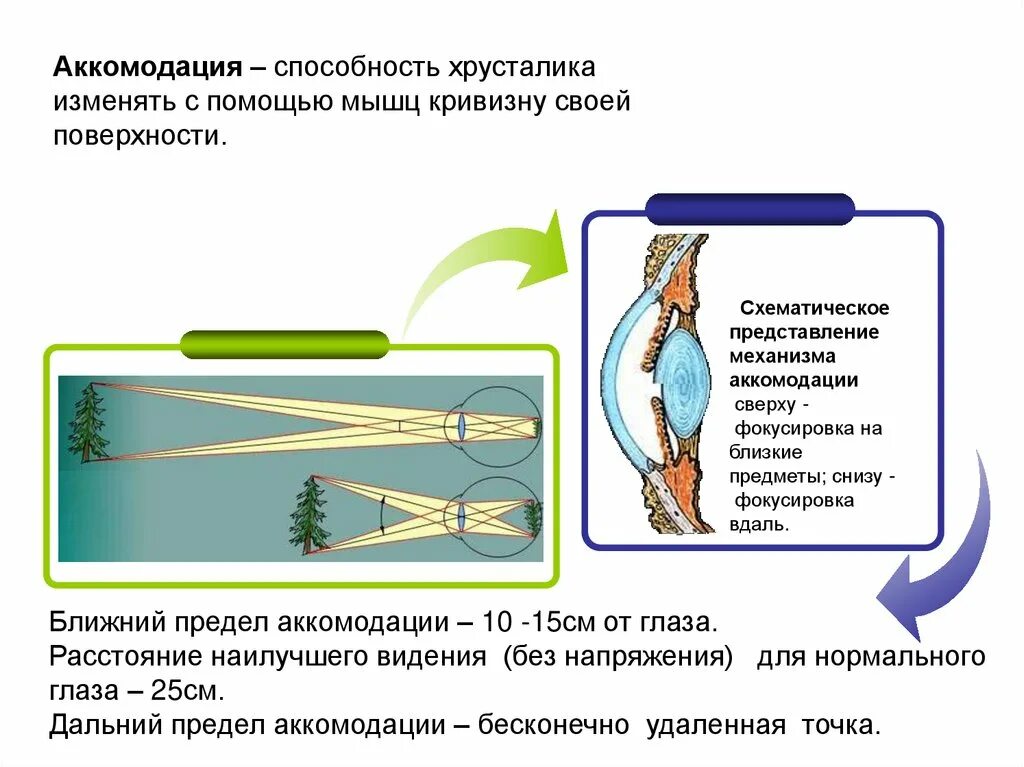 Какое значение имеет способность. Способность к аккомодации. способность хрусталика изменять кривизну. аккомодация это способность глаза изменять. аккомодация осуществляется с помощью.