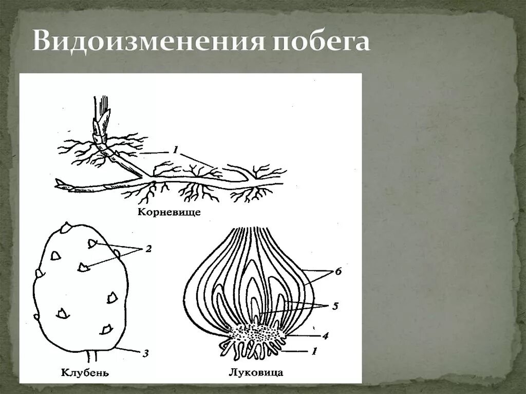 Тест биология видоизменение побегов. Видоизменения побегов луковица. Строение видоизмененных побегов корневище луковица клубень. Клубень это видоизмененный стебель. Видоизменения побегов корневище клубень луковица.