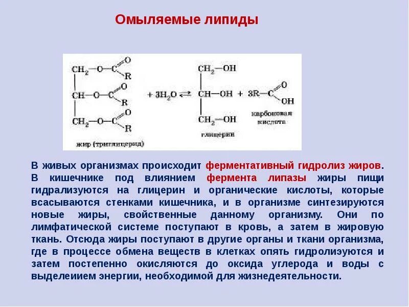 Жировые ферменты. Гидролиз липидов липазой. Гидролиз нейтральных жиров биохимия. Расщепление жира липаза. Ферментативный гидролиз жиров.